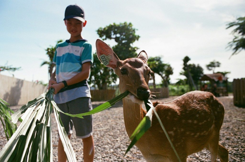 boy standing beside deer during daytime