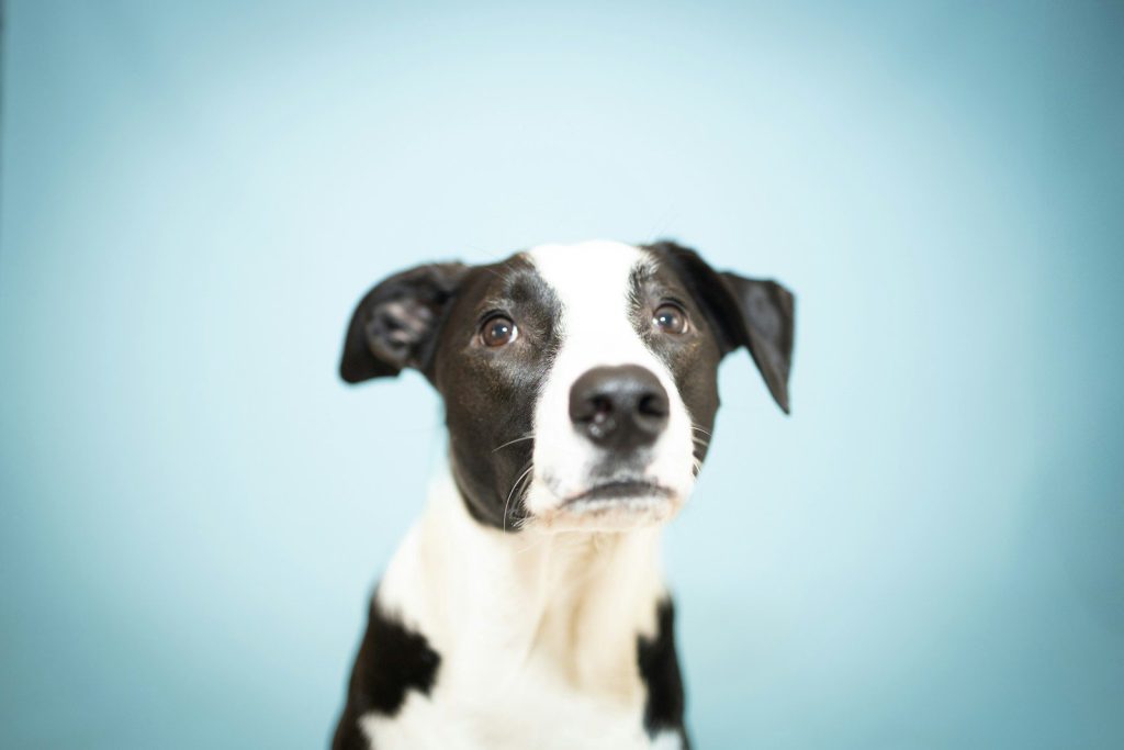 A cute dog looks up at the camera.
