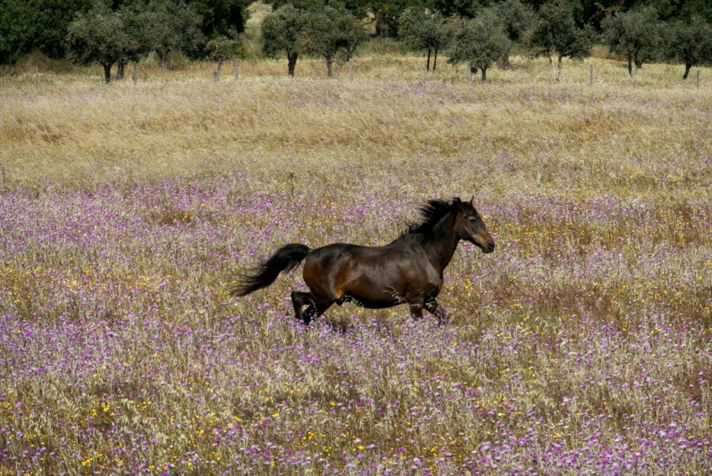brown horse running on field