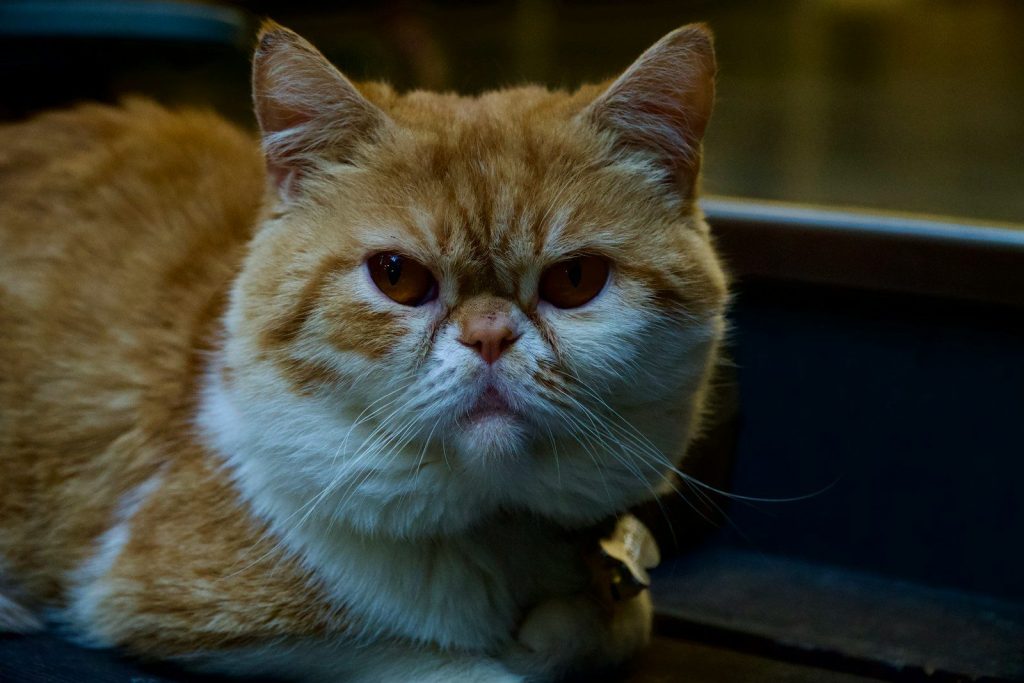 A grumpy-looking orange and white cat.