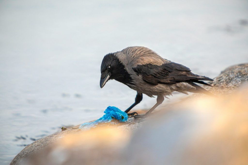 a black and gray bird standing on a rock next to a body of water