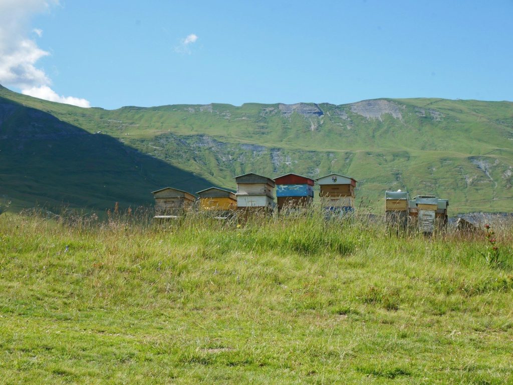 Row of colorful beehives in a grassy field.