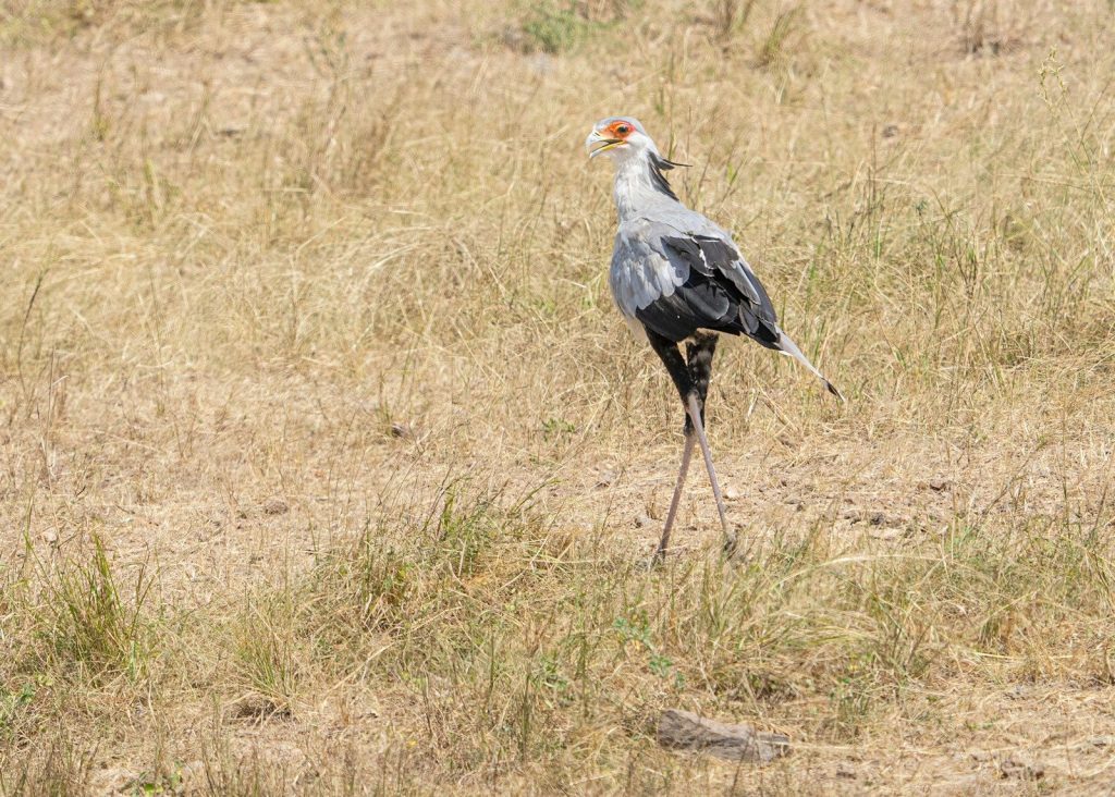 A large bird standing on top of a dry grass field