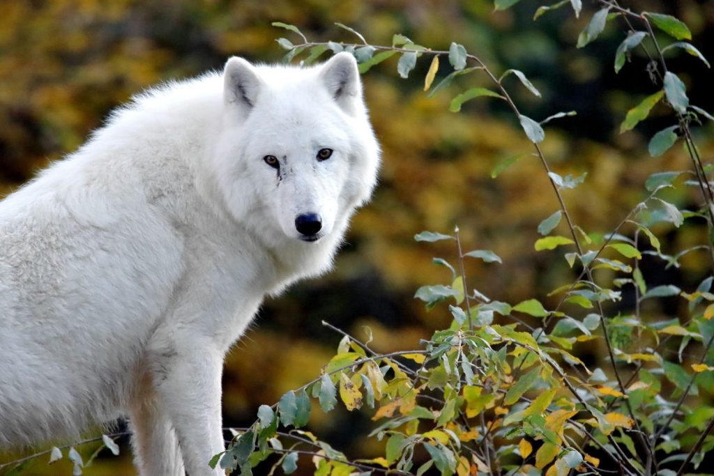 Captivating image of a white wolf amidst vibrant fall leaves.