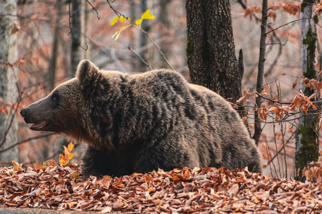 A wild brown bear rests in a Romanian forest amidst fallen autumn leaves.