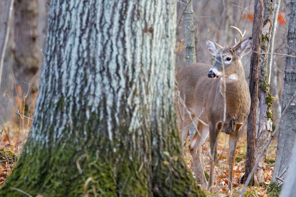 A beautiful whitetail deer standing in an autumn forest surrounded by trees.