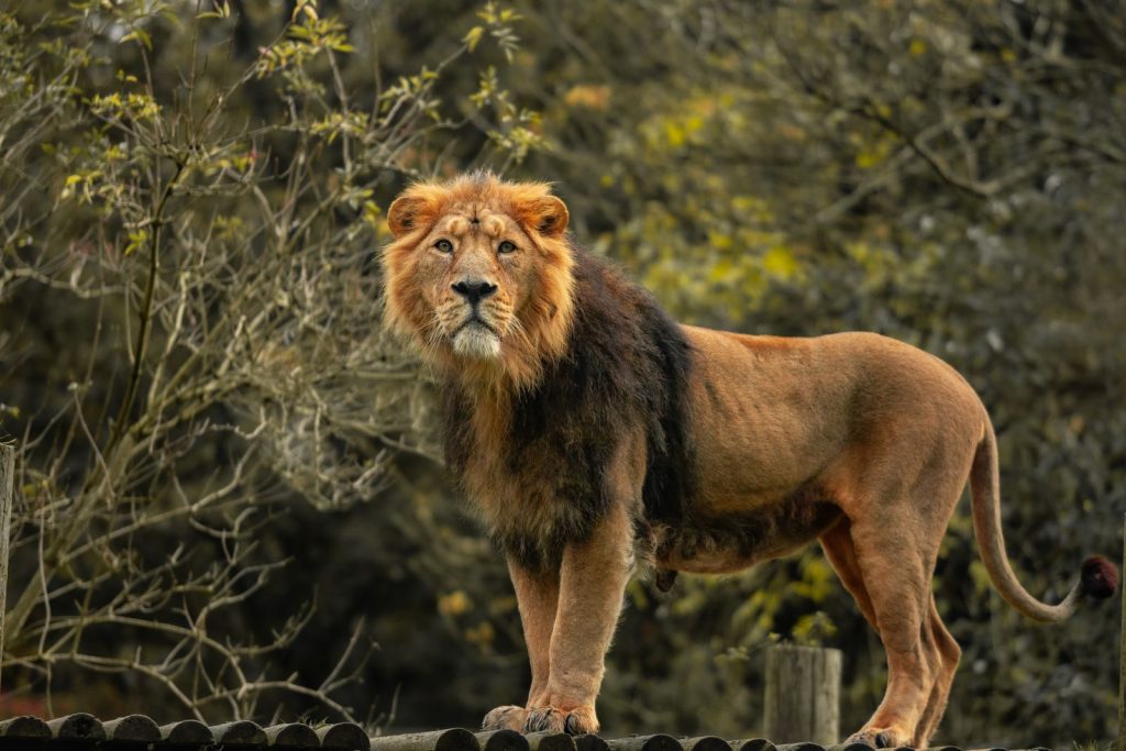 Captivating image of a lion standing proudly amid lush foliage, showcasing wildlife majesty.