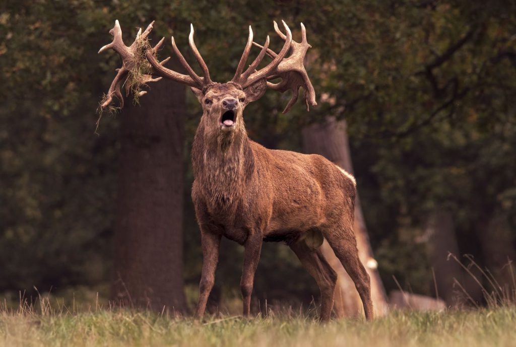A powerful red deer stag stands with mouth open in an English forest.