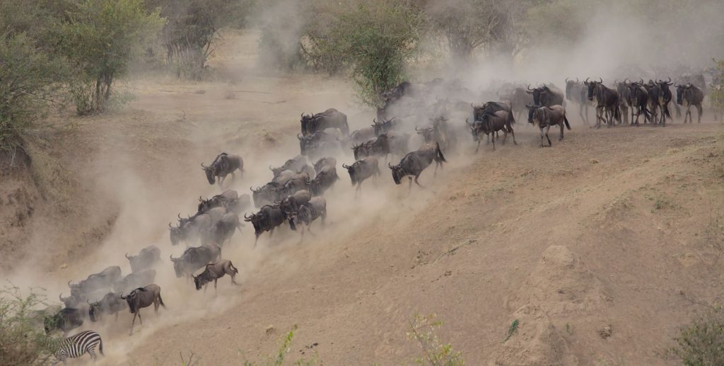 Majestic wildebeest herd surging through Kenya's dusty savanna landscape.