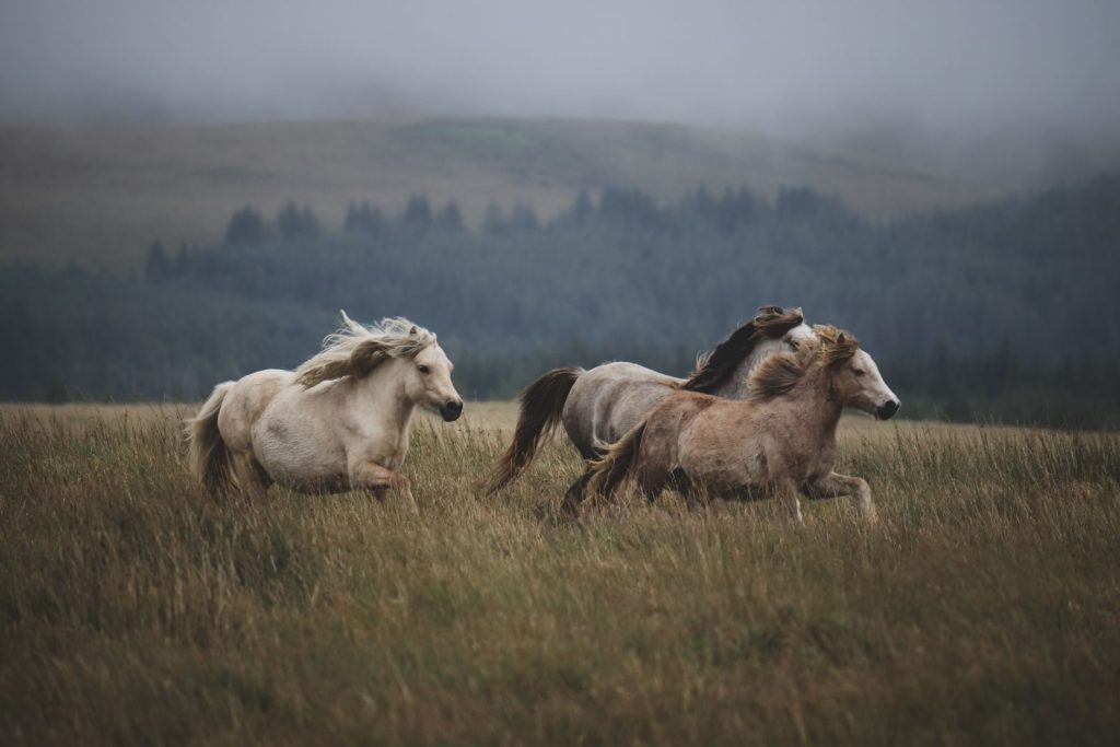 Majestic wild horses gallop through a misty field, embracing the beauty of untamed nature.