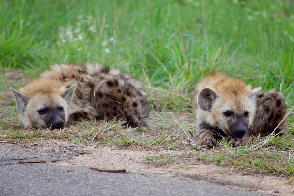 Two young hyenas resting on grass in the wild, showcasing natural wildlife behavior.