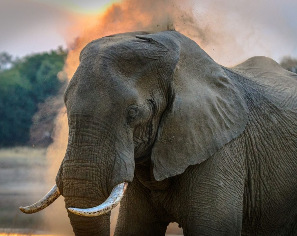 Close-up portrait of a majestic African elephant in Mpika, Zambia during sunset safari.