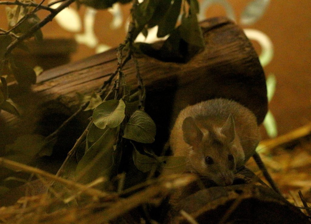 Intimate glimpse of a Cairo spiny mouse (Acomys cahirinus) nestled among natural foliage.