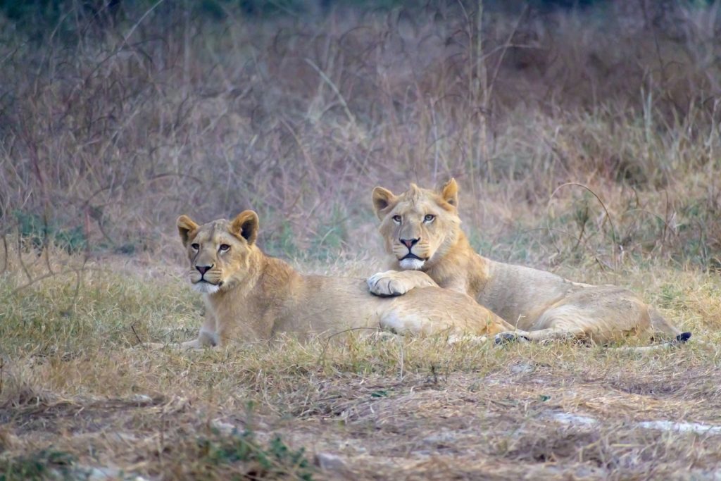 Two lions relax on the savannah, showcasing wildlife in its natural habitat.