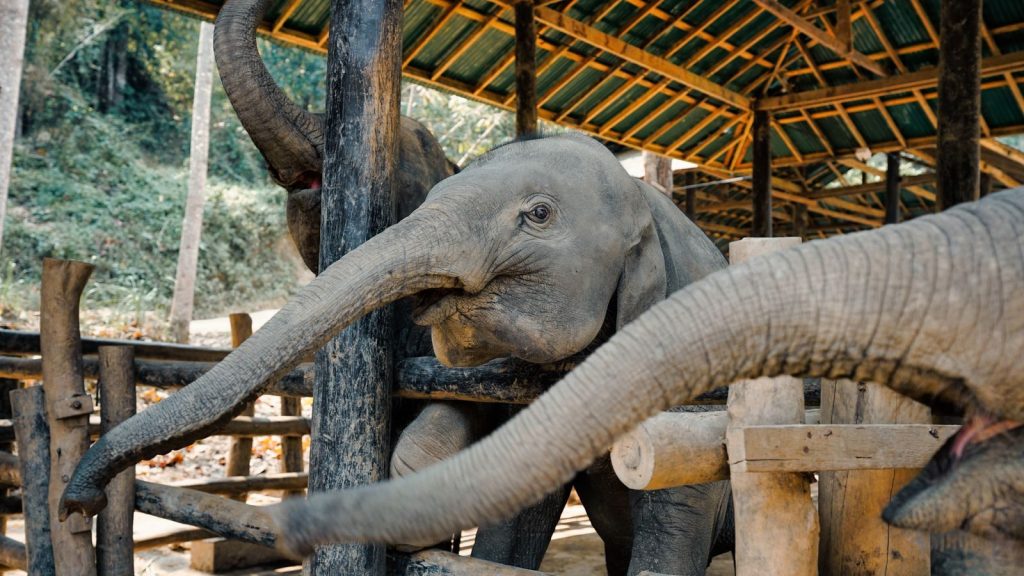Asian elephants interacting at a sanctuary in Chiang Mai, Thailand.
