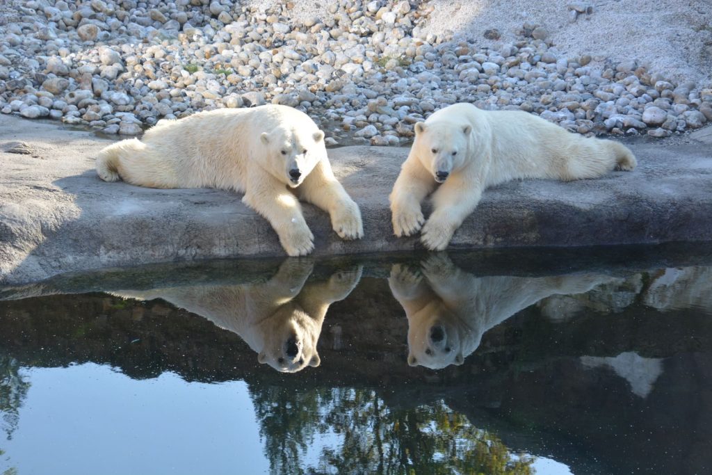 Two polar bears lying by a reflective pond with rocky backdrop, in natural light.