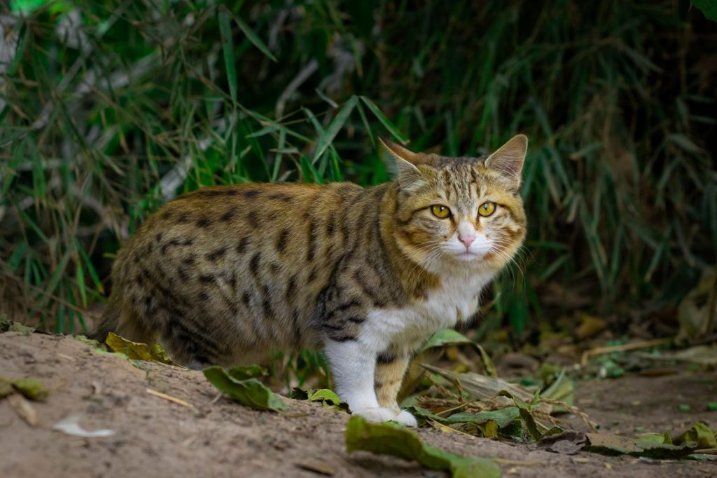 A curious tabby cat stands on dirt amidst lush green leaves, showcasing its natural habitat.