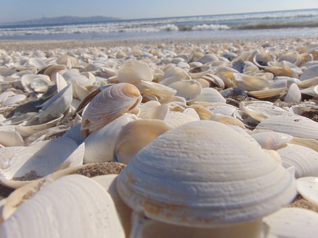 Close-up of numerous seashells on a beach with ocean waves in the background under a clear blue sky.