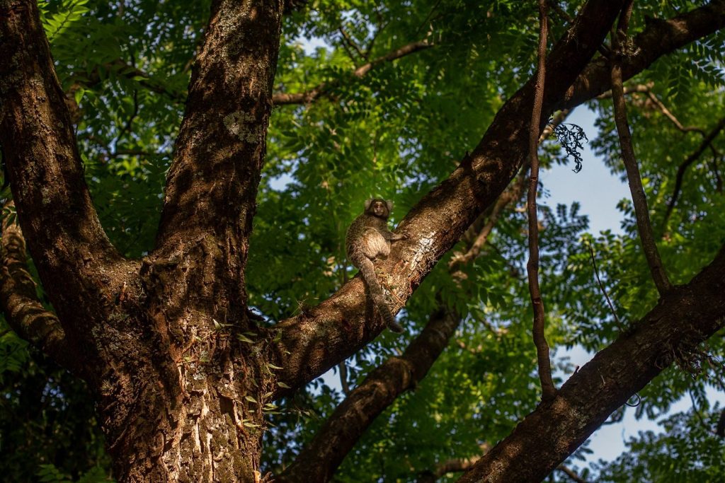 A squirrel resting on a tree branch, surrounded by lush green leaves.