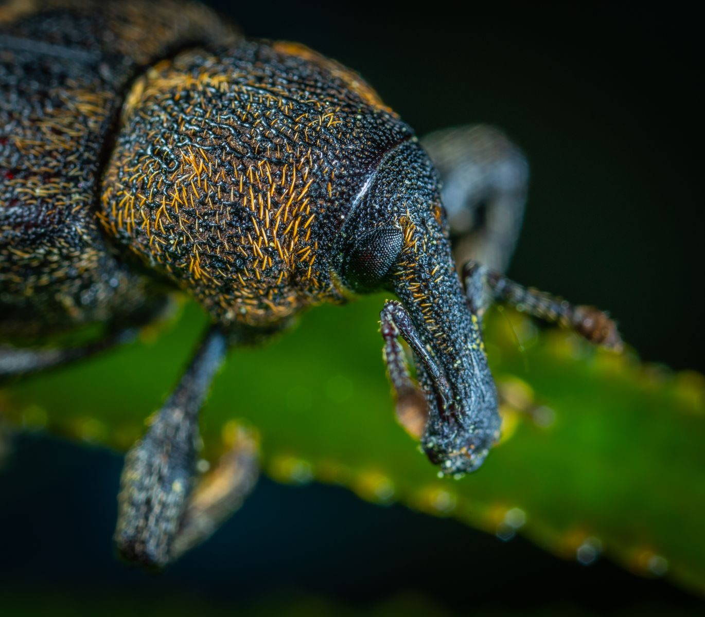 Close-up macro photo of a beetle on a leaf, showcasing intricate textures and vivid colors.