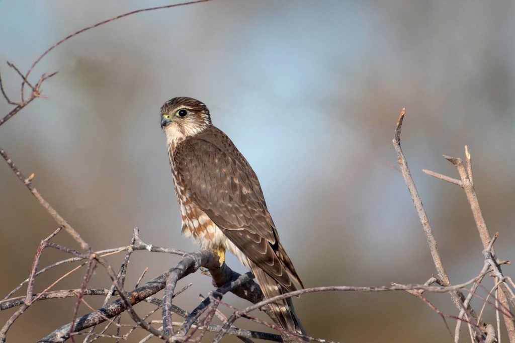 A beautiful merlin falcon perched on a tree branch, showcasing detailed feathers.