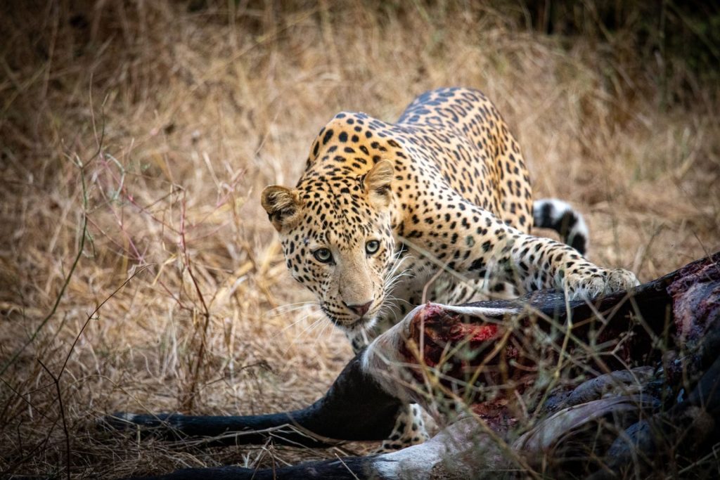 A captivating image of a leopard feasting in Jaipur's wild, showcasing nature's predator-prey dynamic.