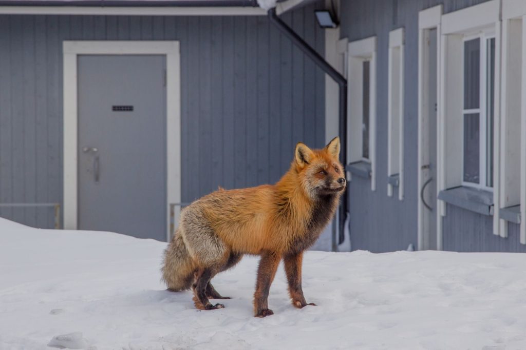 A red fox stands on snow in front of a building during winter.