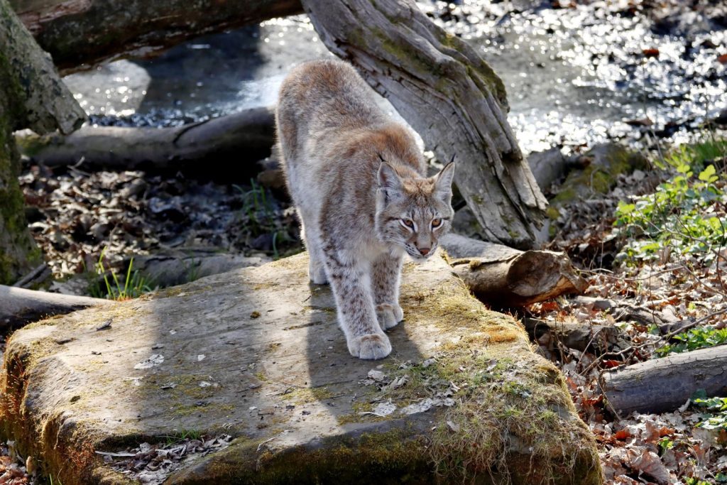 A wild lynx walking cautiously on a sunlit rock in its natural forest habitat.