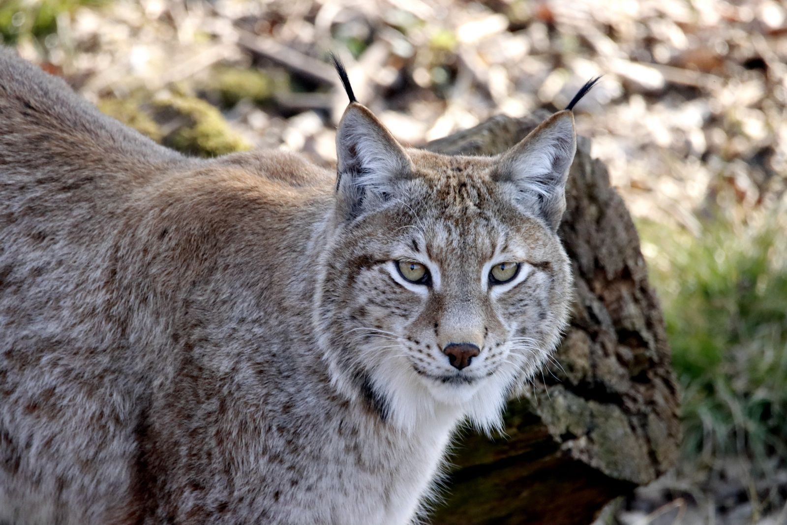 Detailed close-up of a Canada lynx showcasing its alert gaze and distinctive features.
