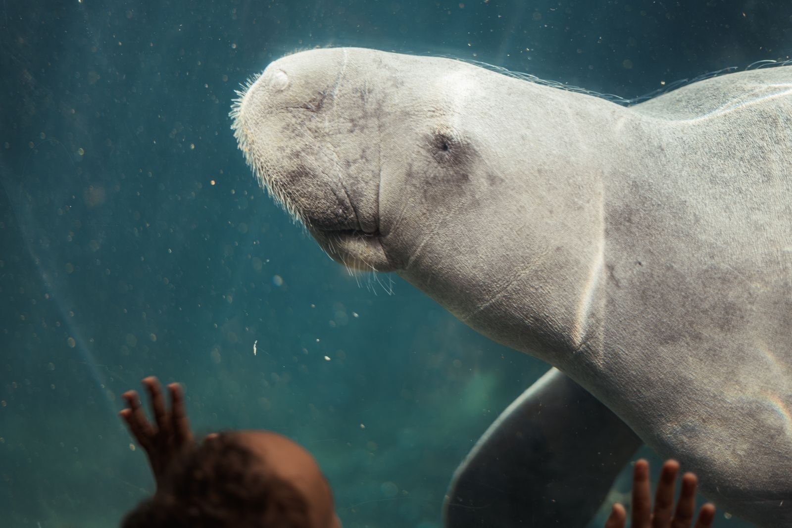 A majestic dugong gracefully swims in a Paris aquarium while a child's hands reach towards it.