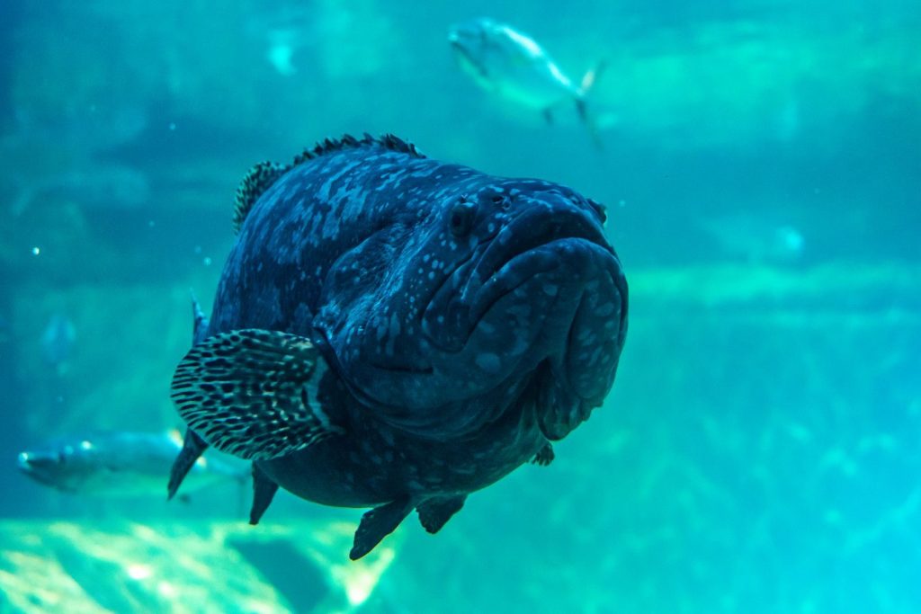 Detailed view of a grouper fish swimming in an aquarium environment.
