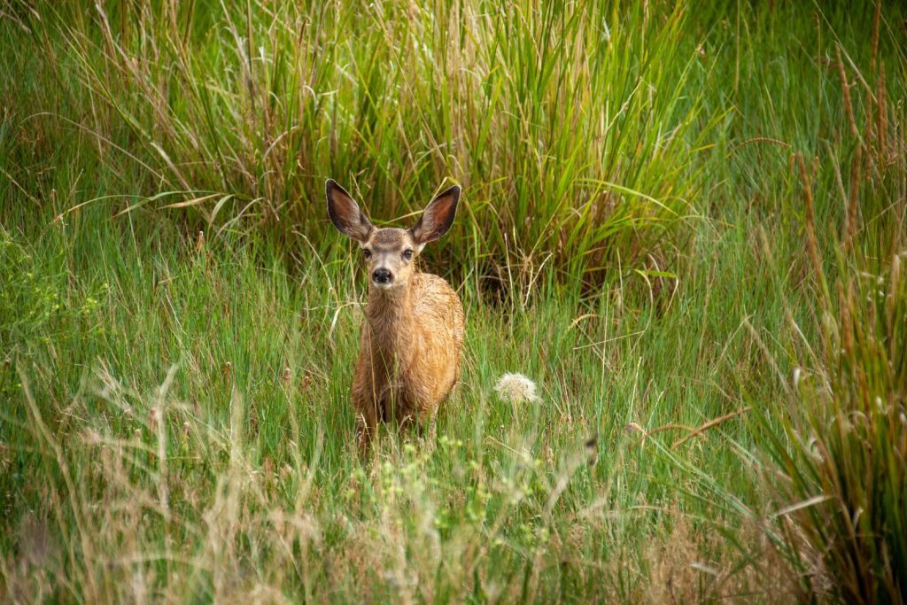 A lone deer stands alert in a grass field in Montana, surrounded by lush greenery.