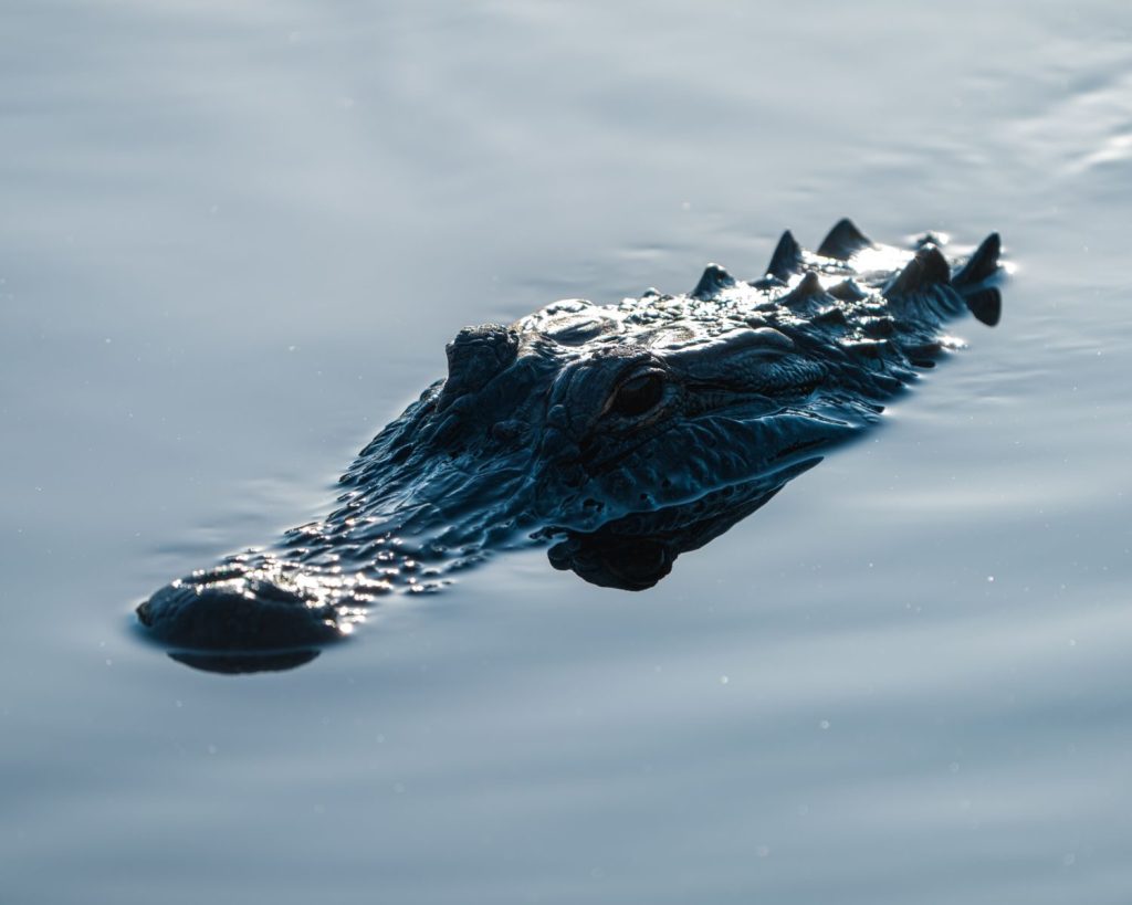 Close-up of a crocodile partially submerged in calm water, showcasing its textured skin and eye.