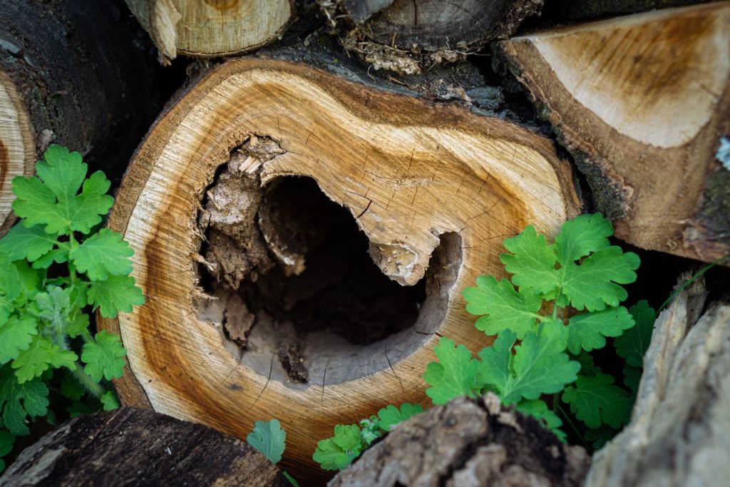 Detailed image of a tree log with hollow core surrounded by green leaves.