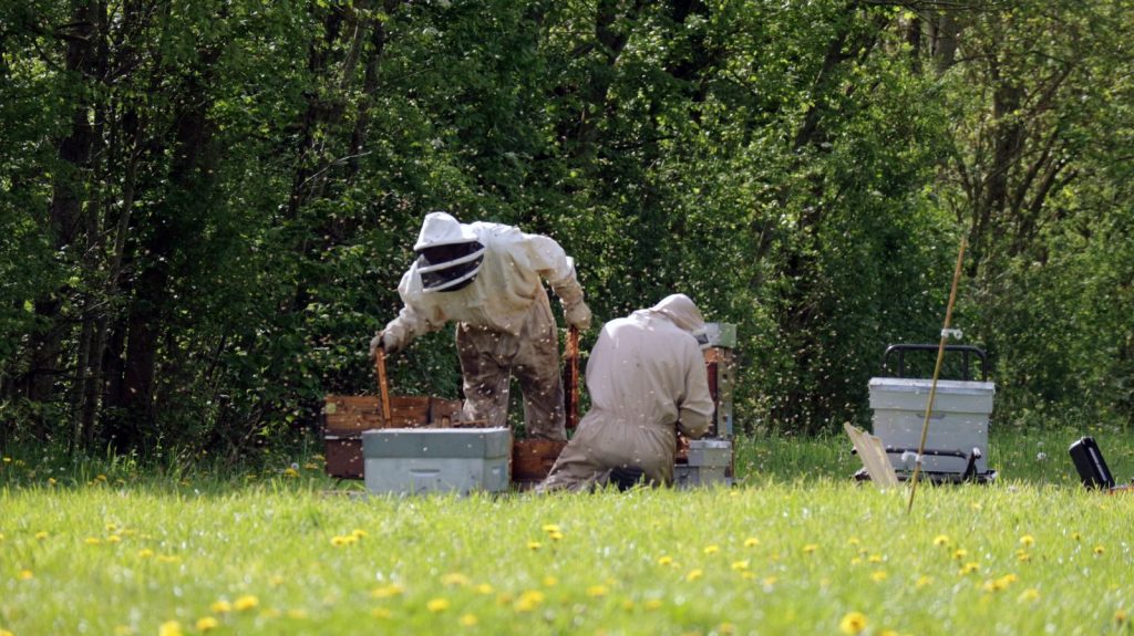 Two beekeepers tending to hives in a sunny field, surrounded by nature and buzzing bees.