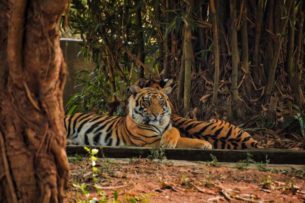A Bengal tiger relaxing amidst the lush greenery of an Indian forest.