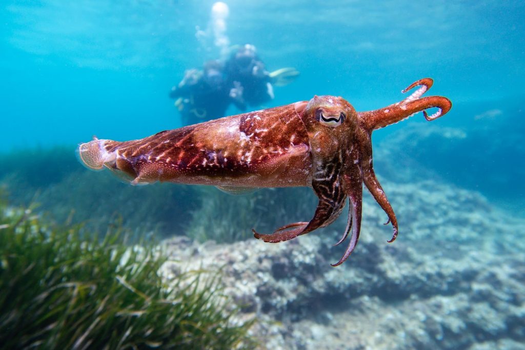Cuttlefish swimming in ocean with a diver in the background, showcasing marine life.