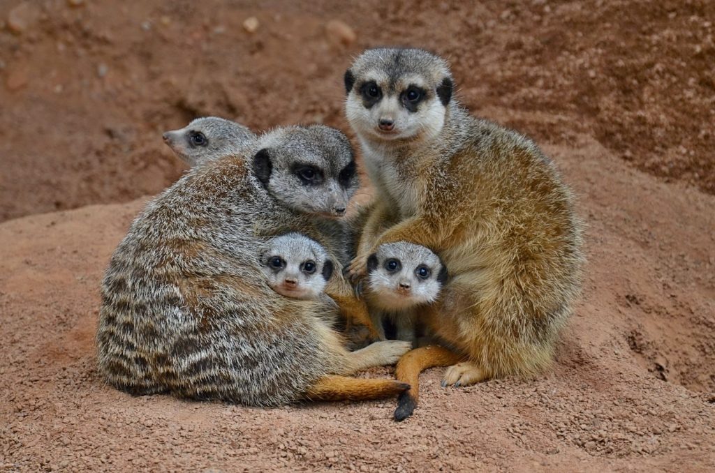 Close-up of a meerkat family bundled together on sandy terrain, showcasing wildlife behavior.