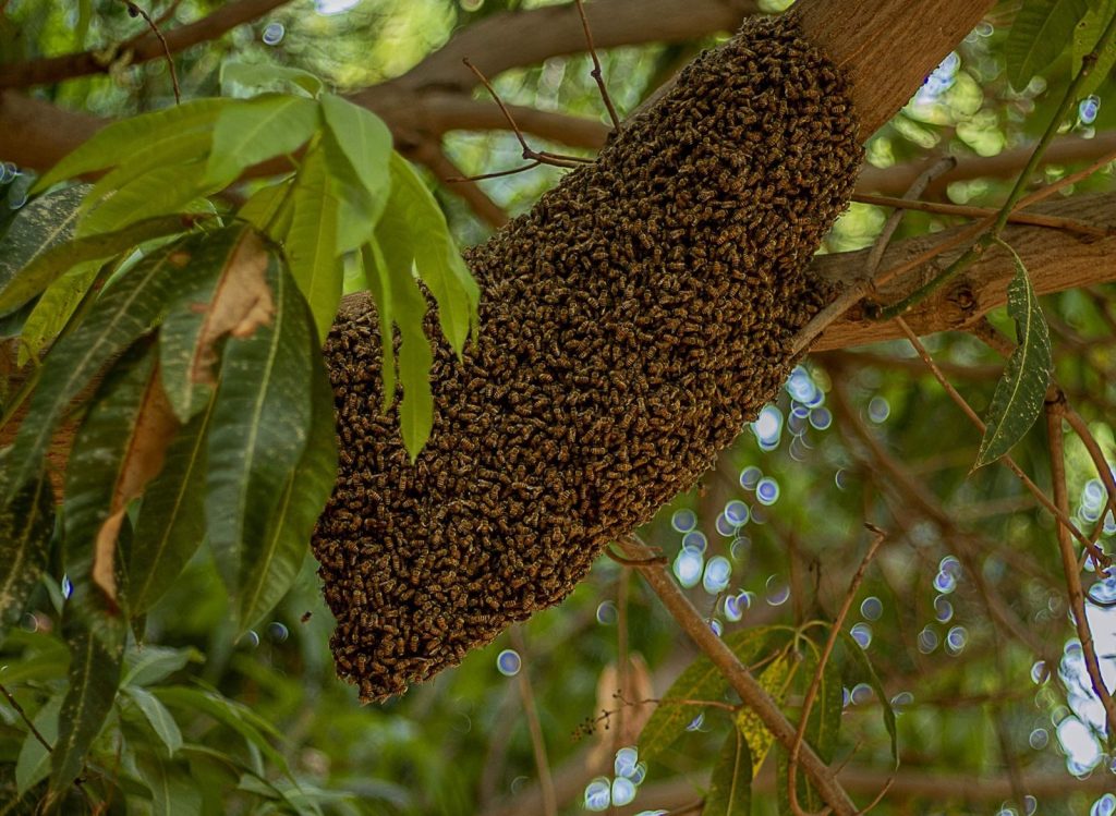Close-up of a honey bee swarm on a tree branch in Daura, Nigeria.
