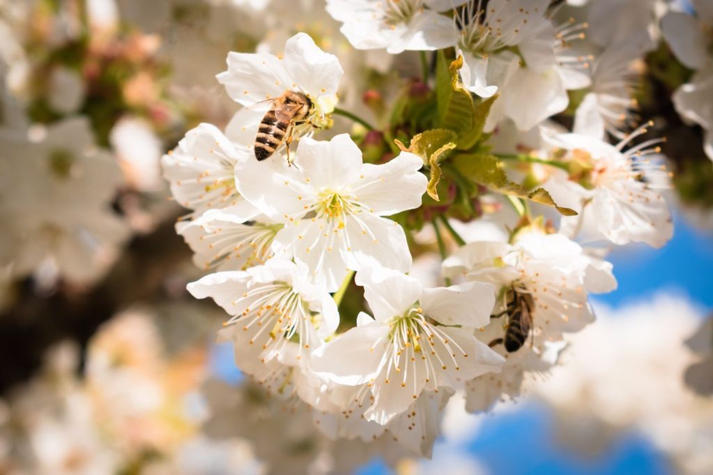 Close-up shot of honey bees collecting nectar from white cherry blossoms in spring.