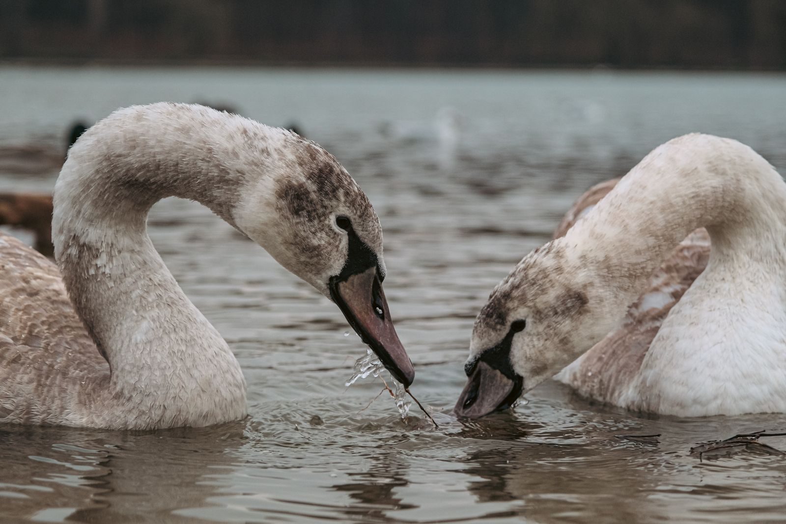 Two swans gracefully drink from a tranquil lake in Moldova, capturing a serene wildlife moment.