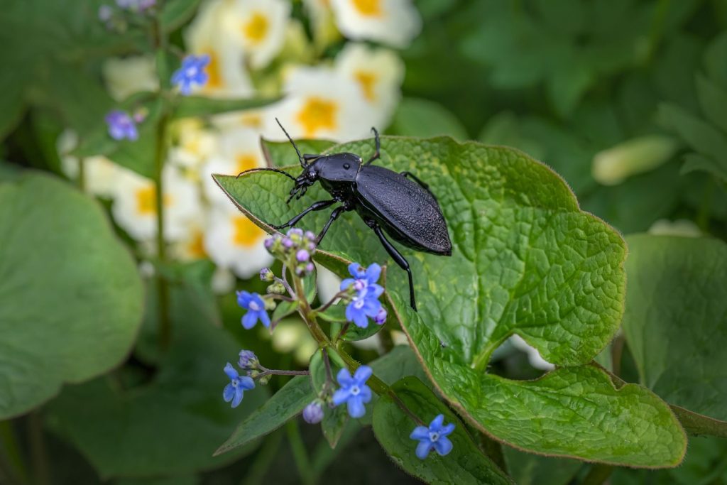 A detailed close-up of a black beetle resting on a green leaf surrounded by wildflowers.