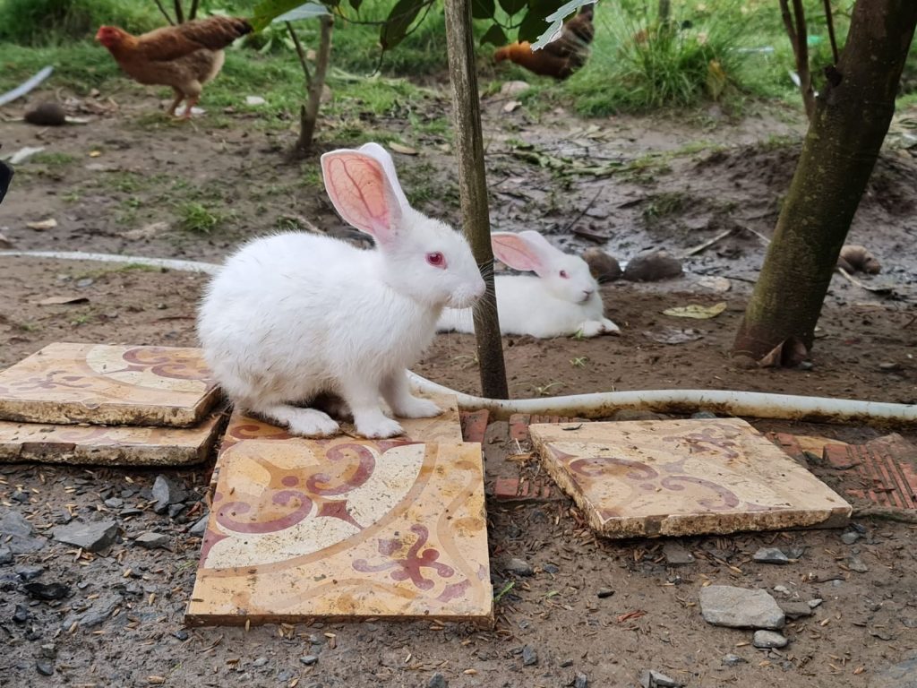 Cute white rabbits on decorative tile outdoors, with chickens in the background.