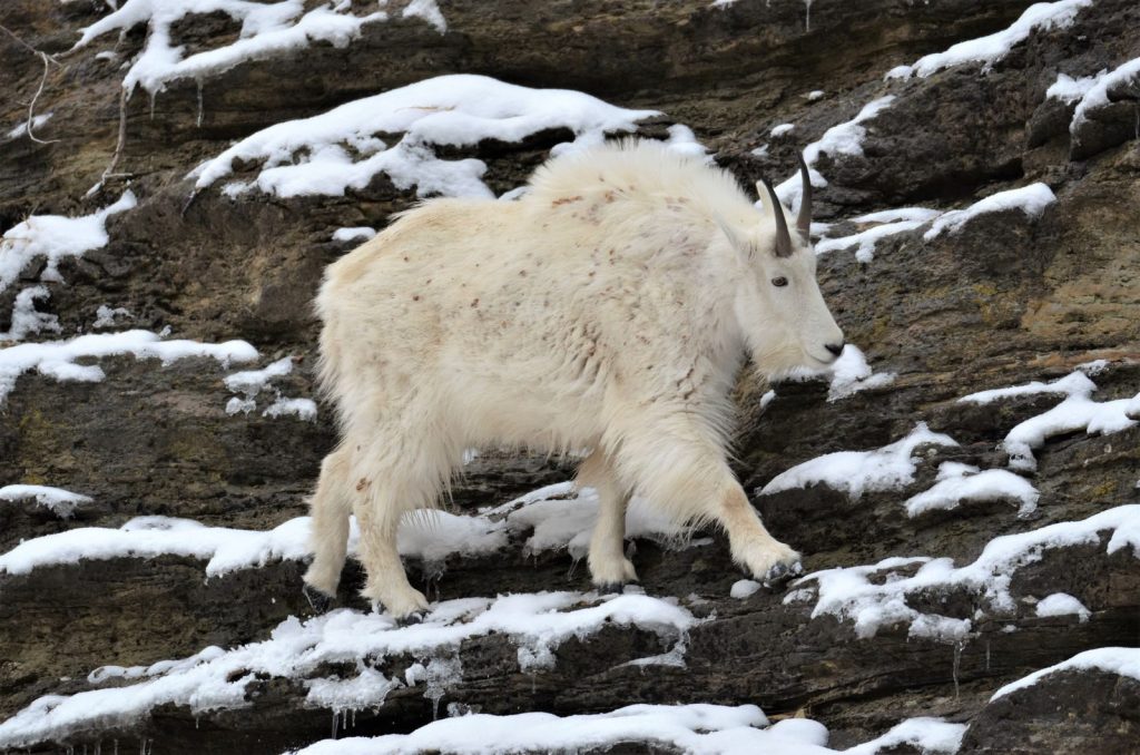 Mountain goat navigating a snowy cliffside in a wintery wilderness scene, showcasing its agility.