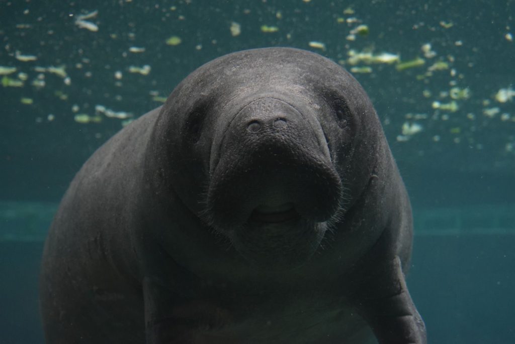 A detailed underwater capture of a manatee swimming in its natural habitat.