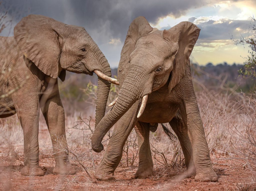 Two African elephants interacting in a brown savanna field under a dramatic sky.