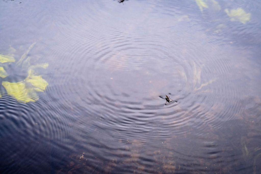 A water strider insect on a pond, creating ripples across the water's surface.