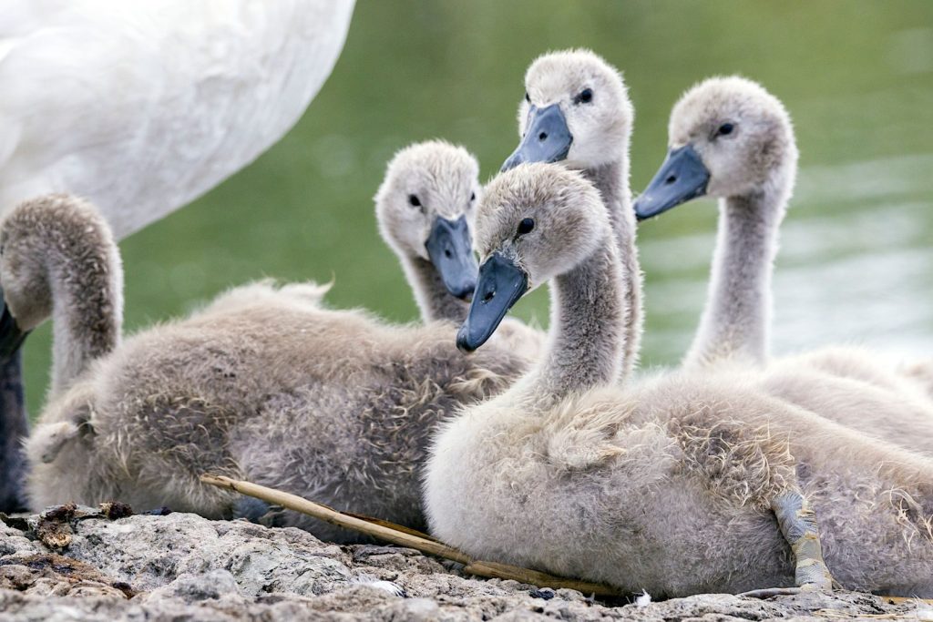 Adorable swan cygnets resting near a pond, showcasing their soft fuzzy feathers.