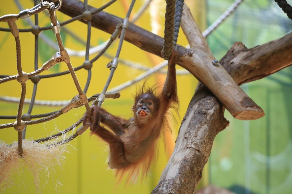 Adorable baby orangutan swinging on ropes in a playful indoor environment.