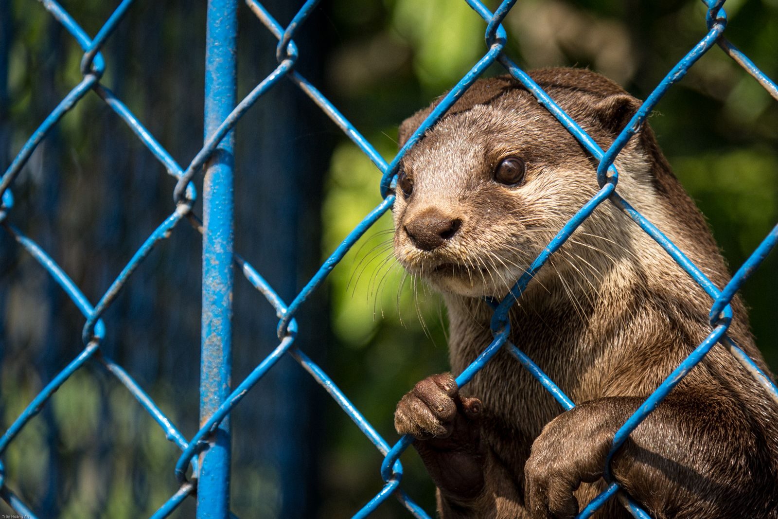 Adorable otter peering through a chain-link fence, showcasing its curious nature.